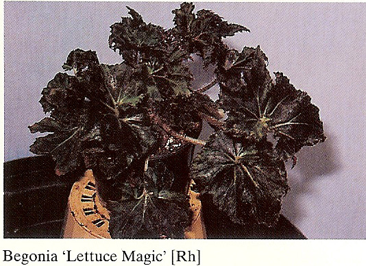 B. ‘Lettuce Magic’